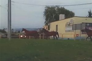 Fot. kadr z filmiku na Facebook/ Patrole, wypadki, suszarki