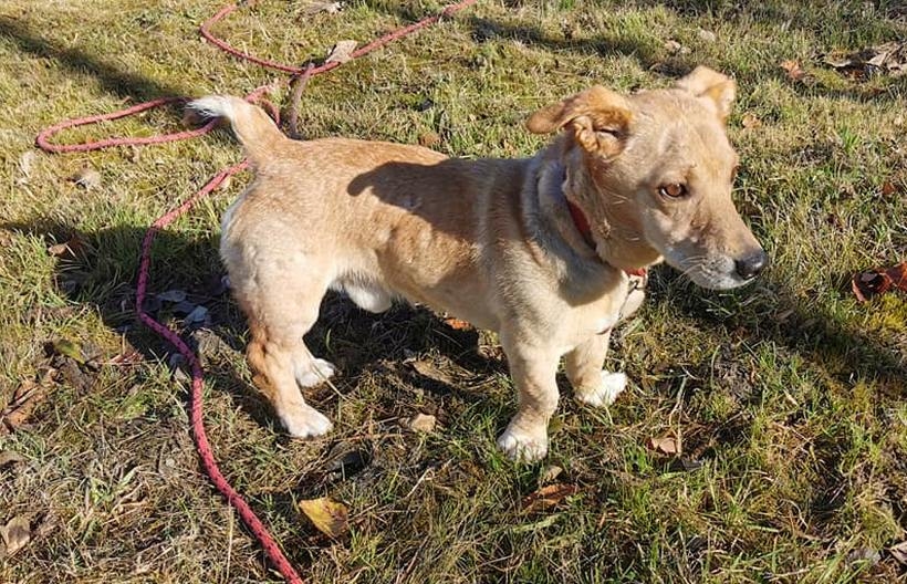 Fot. Facebook/Zwierzęta zagubione, znalezione.../ Marta