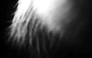 Fot. kadr z filmu pt. Szepty Lasu