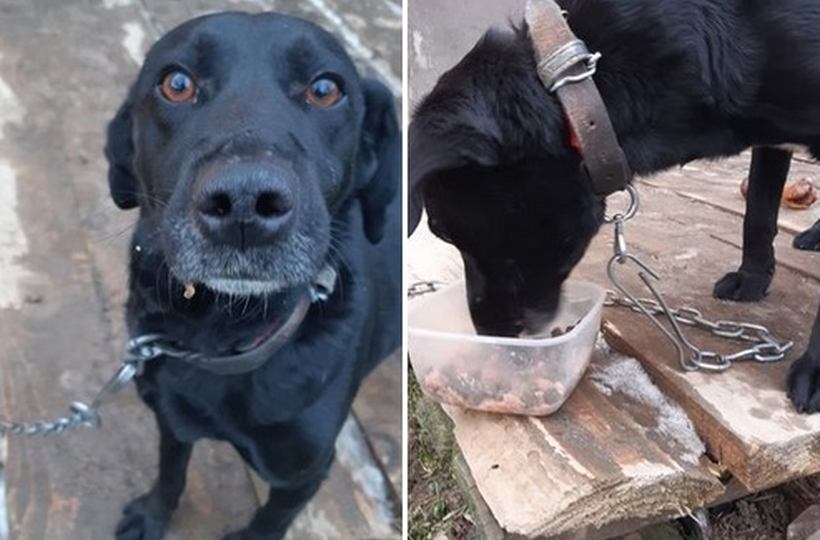 Fot. Facebook/ Wadowice zwierzeta zgubione