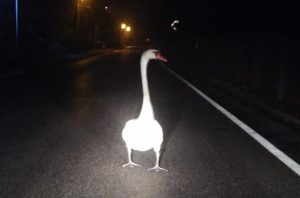 Fot. Facebook/ Mateusz Wełna-Kozioł