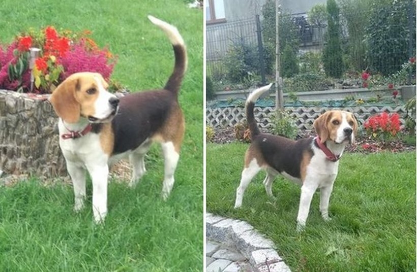 Facebook/Wadowice zwierzęta zgubione, znalezione, do adopcji