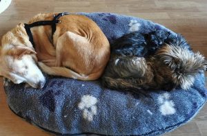 Fot. Facebook/ Wadowice zwierzęta zgubione, znalezione, do adopcji