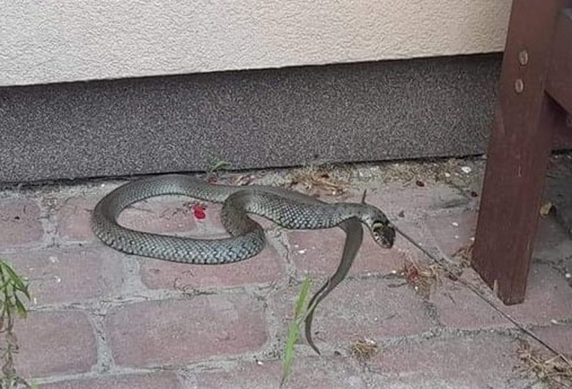 Fot. OSP Kalwaria Zebrzydowska