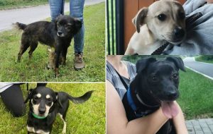 Fot. Facebook/ Wadowice zwierzeta zagubione...