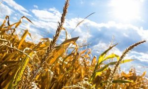 fot. materiał prasowy reklamodawcy