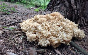 Fot. Facebook.com/NAdleśnictwo Andrychów - autor A.Godzik