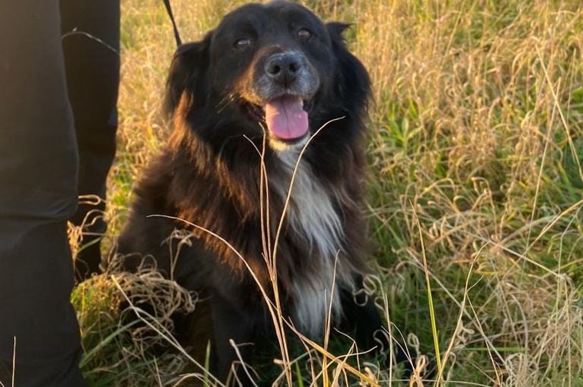 Fot. Facebook/ Wadowice zwierzęta zgubione,...