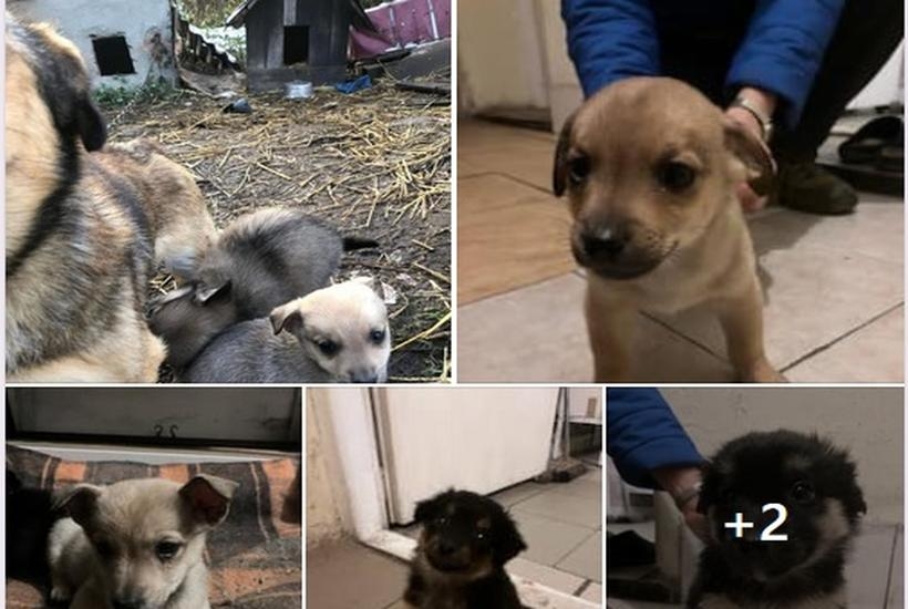 Fot. Facebook/ Wadowice zwierzęta zagubione...