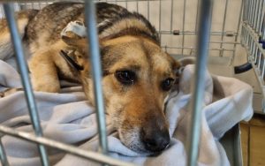 Fot. materiał prasowy Pomagam.pl