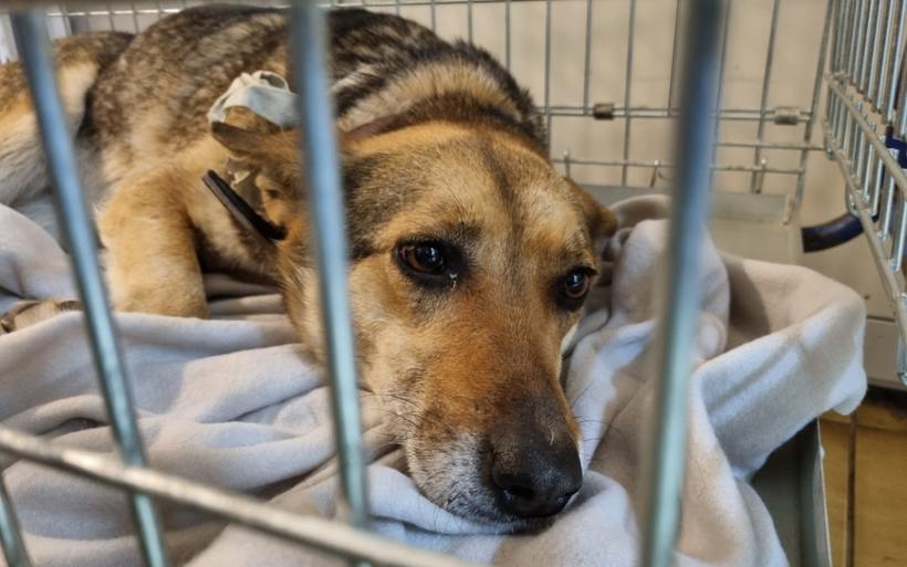 Fot. materiał prasowy Pomagam.pl