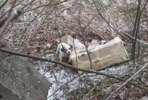 Fot. Facebook/ Wadowice zwierzęta zgubione,....