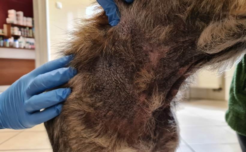 Fot. Facebook/ Schronisko dla bezdomnych zwierząt w Chełmku Wolontariat