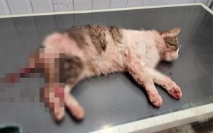 Fot. Organizator zbiórki Przybij Piątkę z kotem