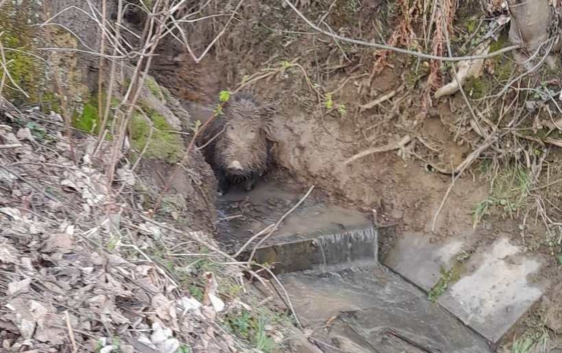 Fot. Facebook/ OSP Kalwaria Zebrzydowska