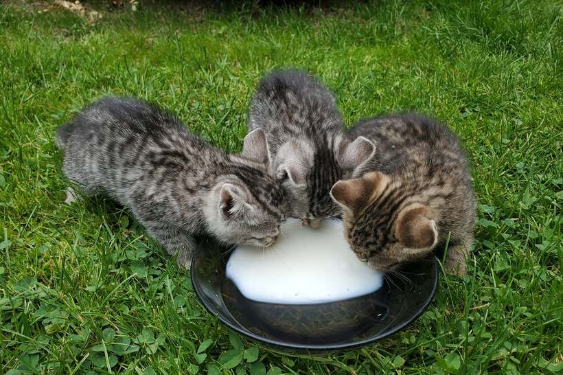 Fot. Facebook/ Wadowice zwierzęta zgubione.../ Renata