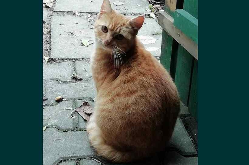 Fot. Facebook/ Wadowice zwierzęta zgubione.../ Monika