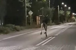 Fot. kadr z filmy na Facebook/ Patrile, Wypadki, Suszarki.../ Sebastian