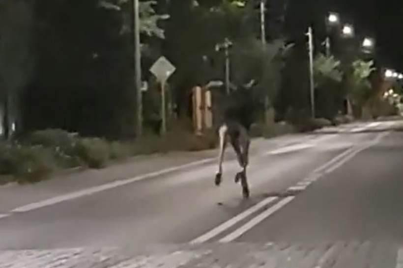 Fot. kadr z filmy na Facebook/ Patrile, Wypadki, Suszarki.../ Sebastian