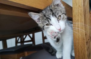 fot. joomla.wadowice24.promo-peak.ovh