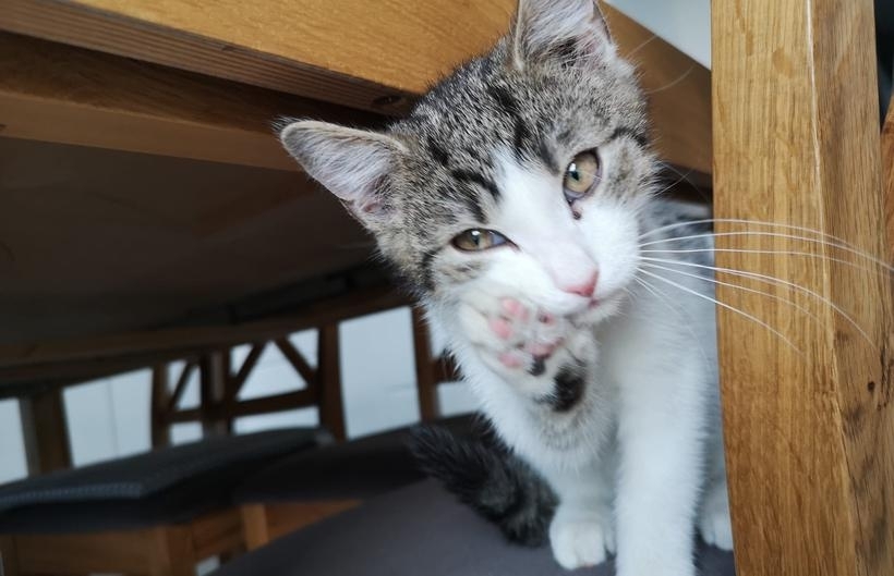 fot. joomla.wadowice24.promo-peak.ovh