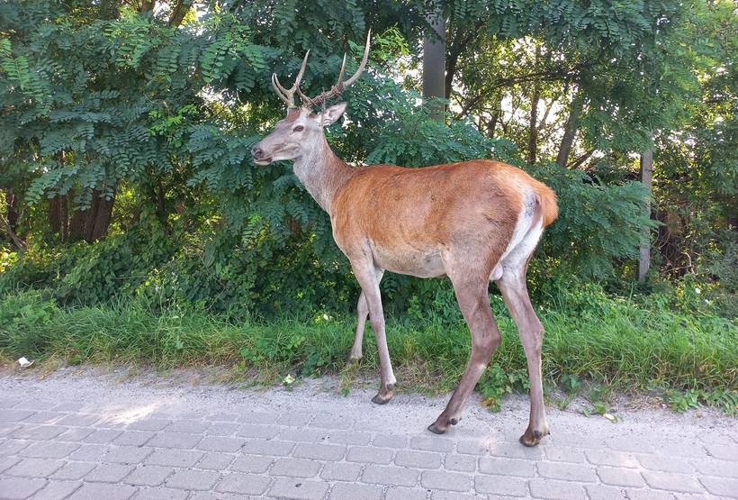 Fot. komentarze Facebook/joomla.wadowice24.promo-peak.ovh/ Katarzyna