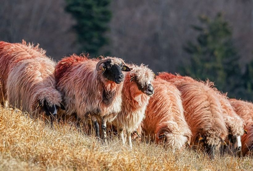 Fot. Ilustracja/ Pixabay.com