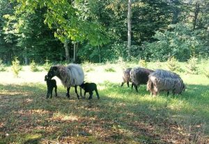 Fot. Facebook/ Radio Andrychów i Nowiny Andrychowskie