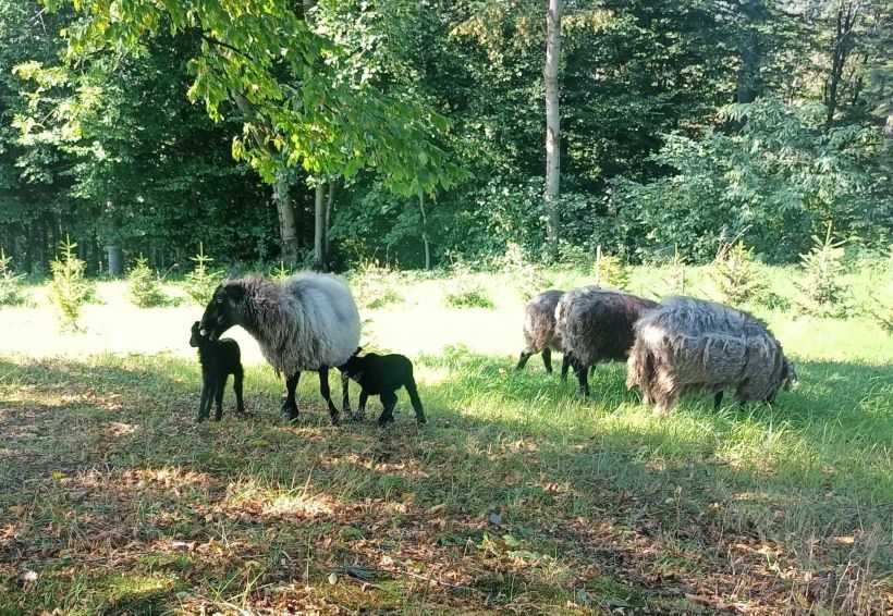 Fot. Facebook/ Radio Andrychów i Nowiny Andrychowskie