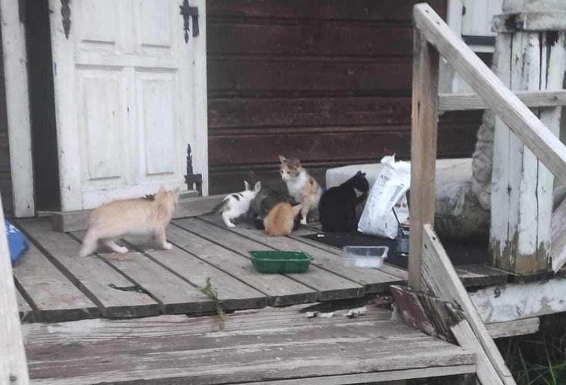 Fot. facebook/ koty do adopcji