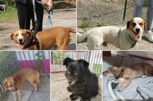 Fot. Facebook/ Wadowice psy zgunione, znalezione, do adopcji