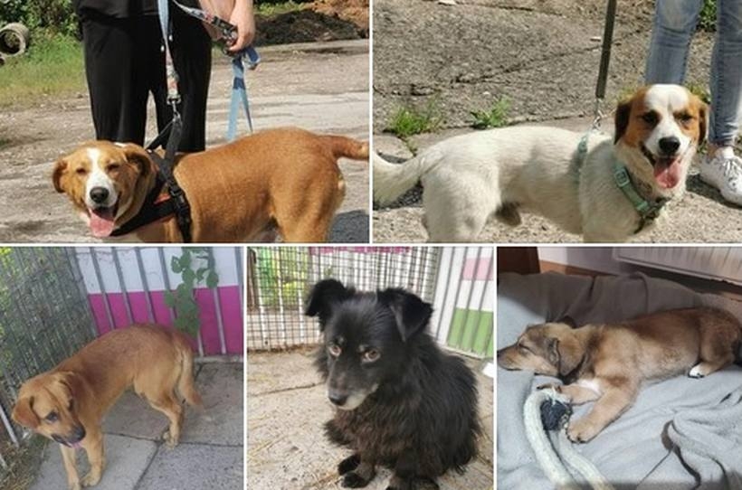 Fot. Facebook/ Wadowice psy zgunione, znalezione, do adopcji