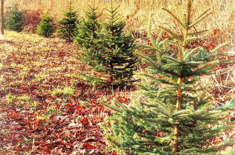 Fot. Facebook/ Jacek Głąb