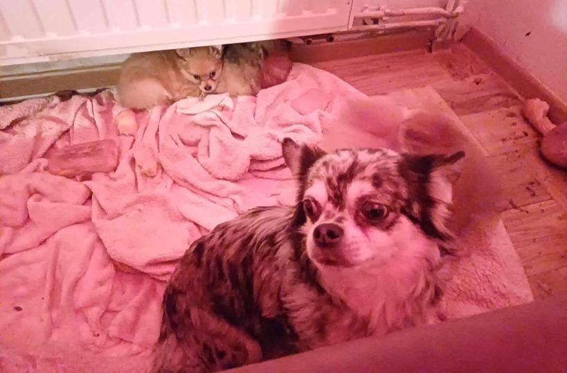 Fot. Facebook/ OTOZ Animals Sucha Beskidzka