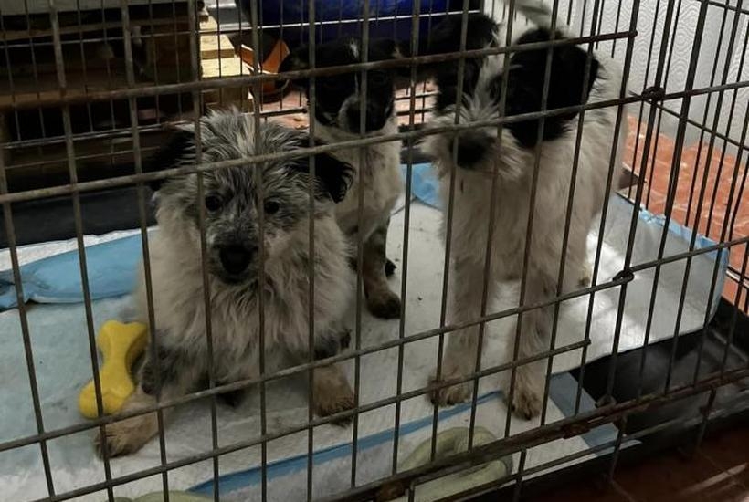 Fot. Facebook/ OTOZ Animals Sucha Beskidzka