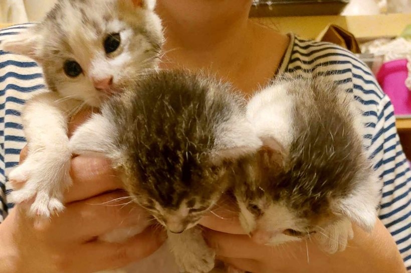 Fot. Facebook/Zaopiekuj Się Mną - Razem Dla Zwierząt