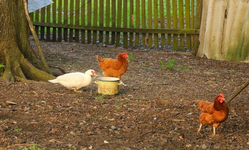 Fot. Materiał prasowy reklamodawcy