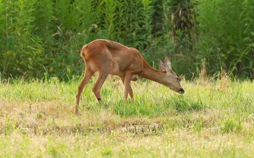 Fot. Materiał prasowy reklamodawcy