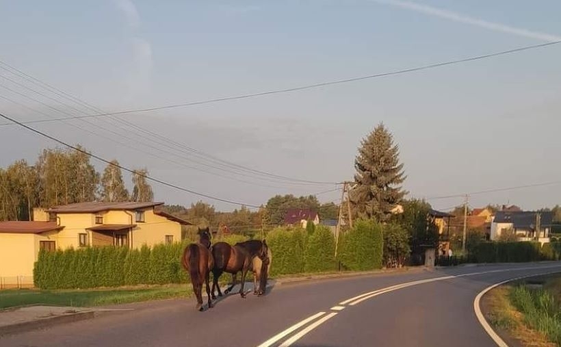 Fot. Beskidzki Informator Drogowy - BID