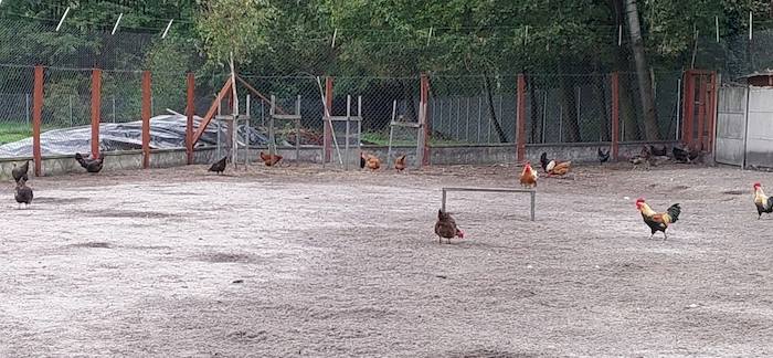 Wybieg dla kur