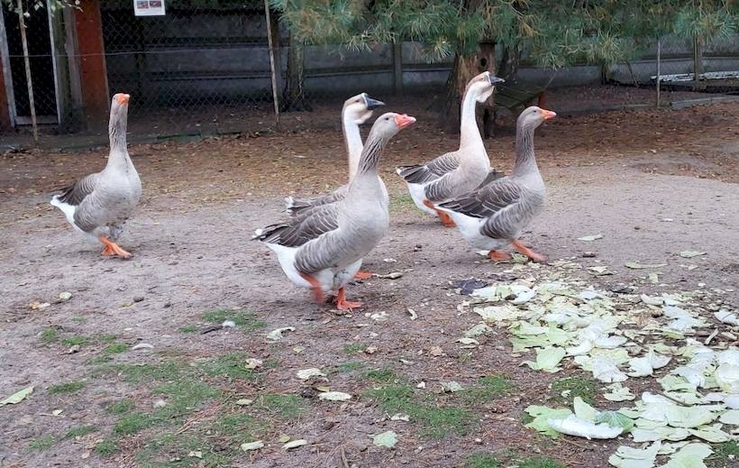 Fot. Materiał prasowy reklamodawcy