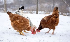 Fot. Materiał prasowy reklamodawcy