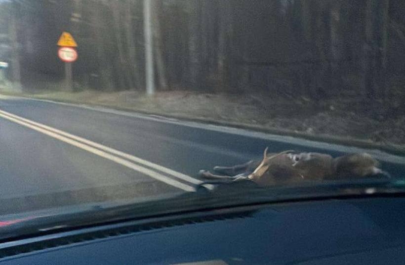 Fot. Facebook/ Beskidzki Informator Drogowy