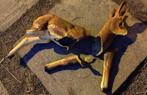 Fot. Facebook/ Gmina Lanckorona/ Katarzyna