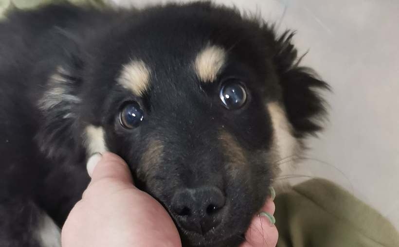 Fot. Facebook/ Wadowice zwierzęta zgubione, znalezione, do adopcji