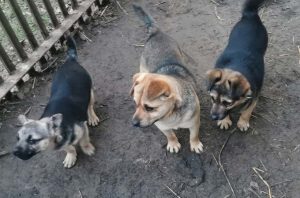 Fot. Facebook/ Zaopiekuj Się Mną - Razem Dla Zwierząt